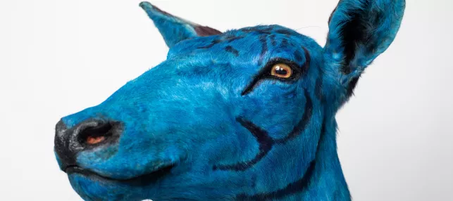 taxidermiste