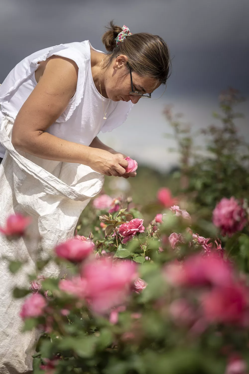 Ceuillette des roses