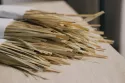 Paille de seigle aplanie en brins fins, posée sur une table en bois, prête à être utilisée en marqueterie.